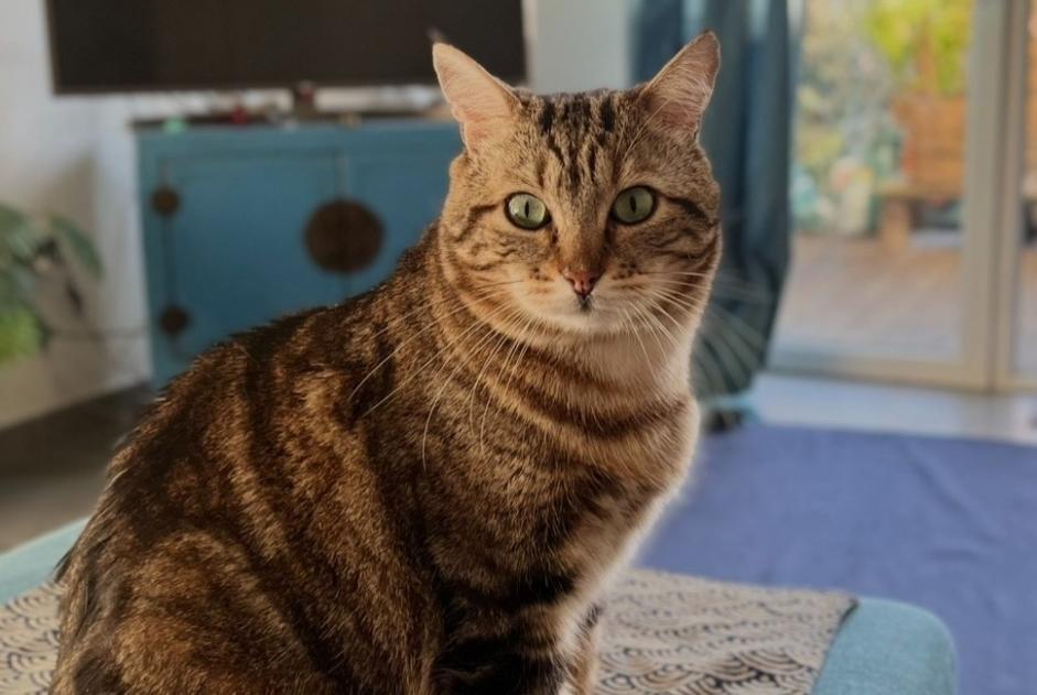 Vermisstmeldung Katze  Männliche , 6 jahre Saint-Alban Frankreich