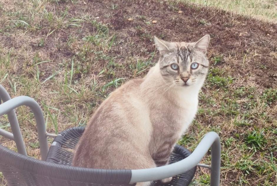 Alerta de Desaparición Gato  Macho , 6 años Brezolles Francia