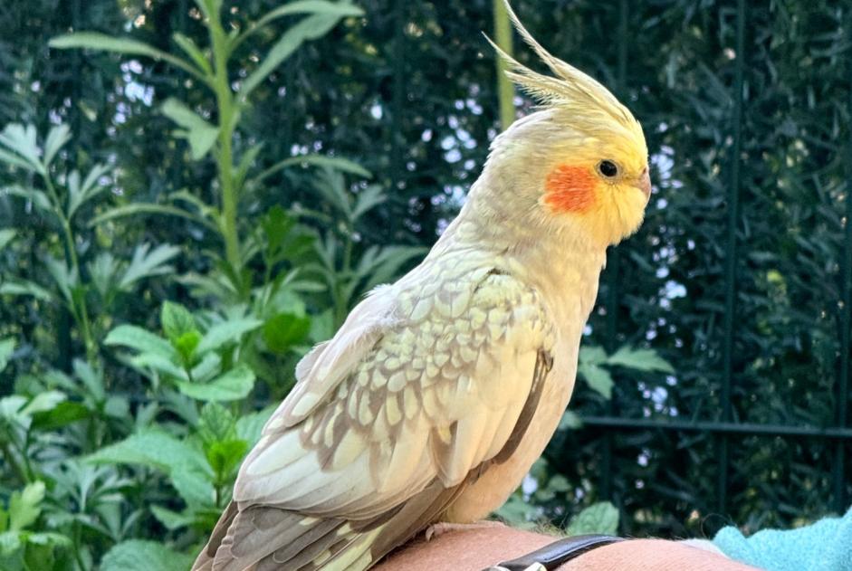 Alerta de Hallazgo Pájaro Desconocido Marseille Francia Alerta de Hallazgo Pájaro Desconocido Marseille Francia