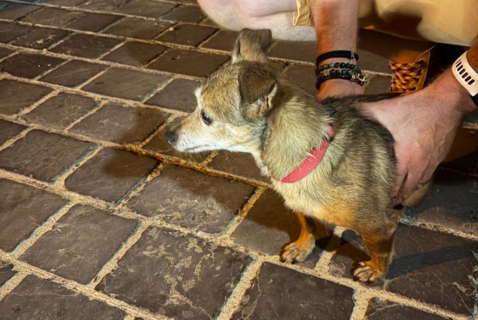 Alerta de Hallazgo Perro Desconocido Chartres Francia