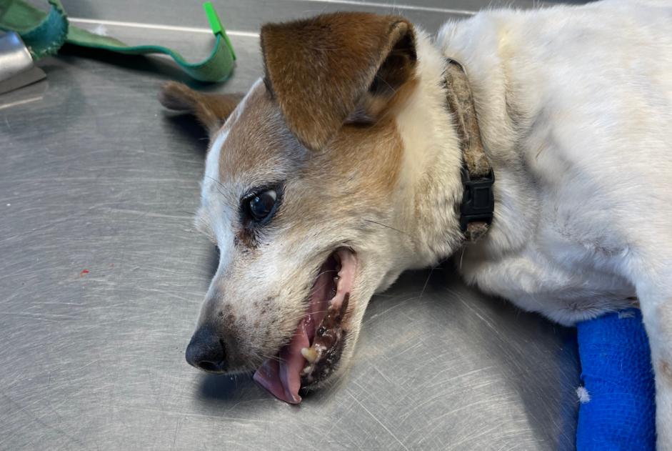 Alerta de Hallazgo Perro Desconocido , 3 años Cugnaux Francia