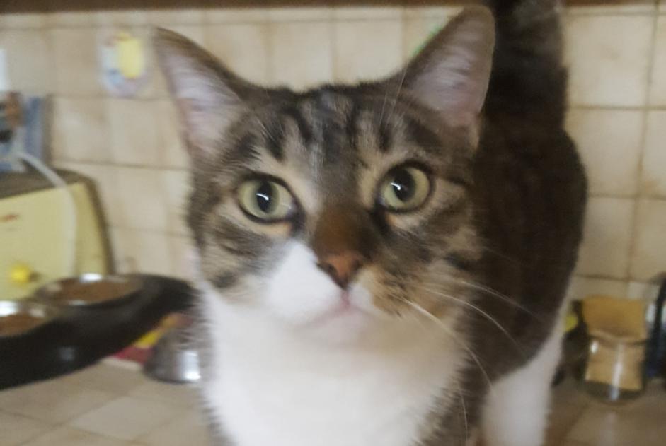 Alerte Disparition Chat croisement Mâle , 10 ans Toulouse France