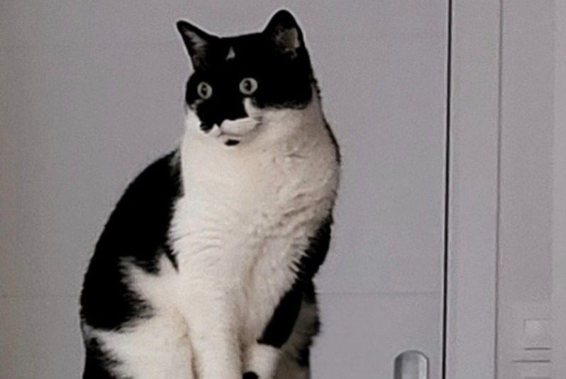 Alerte Disparition Chat Femelle , 8 ans Balma France