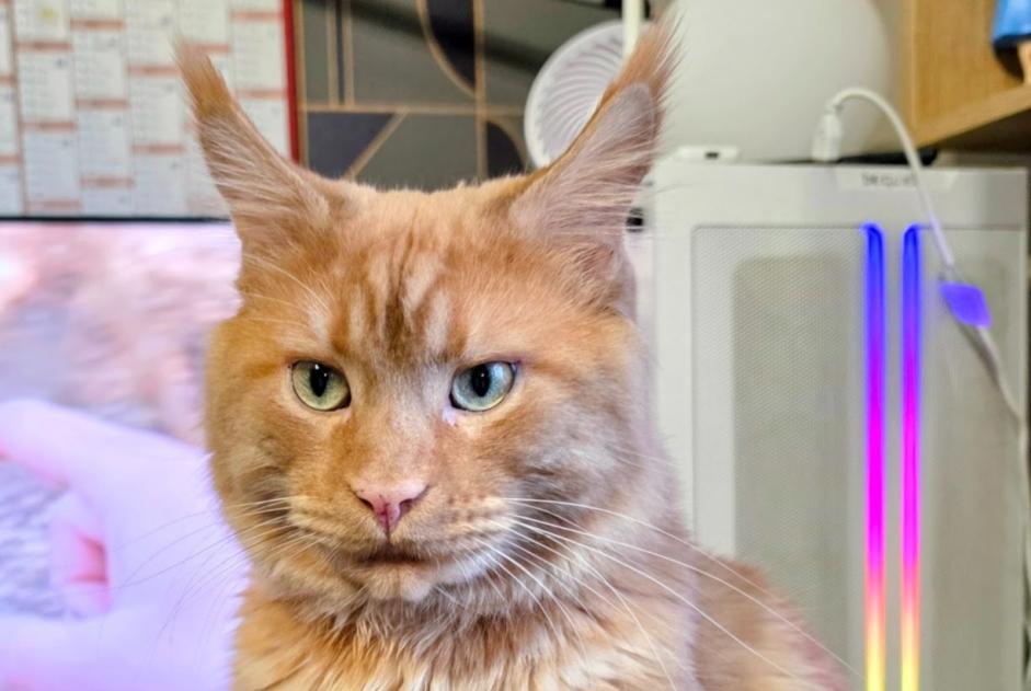 Alerte Disparition Chat  Mâle , 3 ans Noyon France