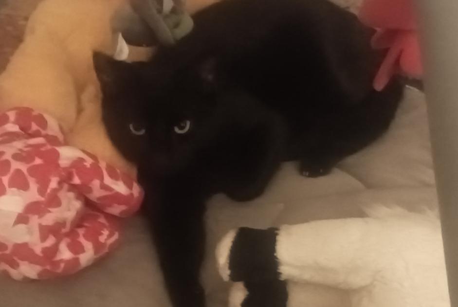 Alerte Disparition Chat Mâle , 1 ans Éveux France