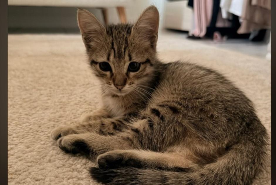 Alerte Découverte Chat Femelle Fonsorbes France