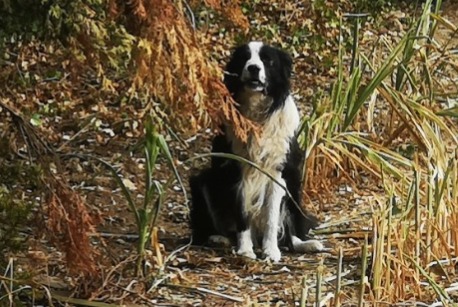 Alerte Découverte Chien Inconnu Chauvigné France Alerte Découverte Chien Inconnu Chauvigné France