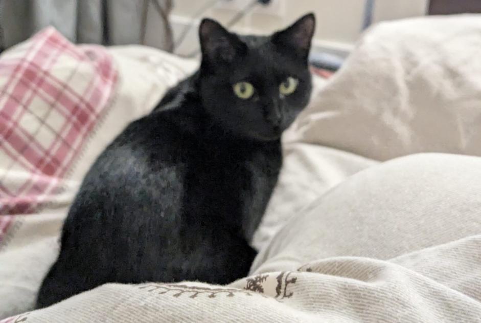 Avviso scomparsa Gatto  Femmina , 2 anni Toulouse Francia