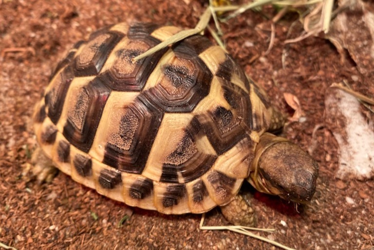 Verdwijningsalarm Schildpad Vrouwtje , 2026 jaar Frouzins Frankrijk