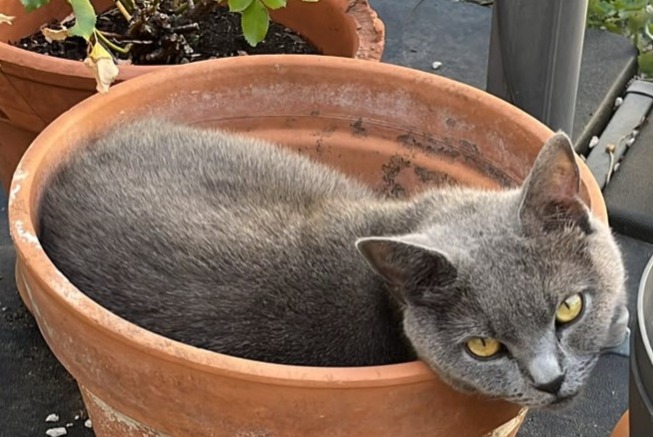 Alerta desaparecimento Gato  Fêmea , 3 anos Toulouse France