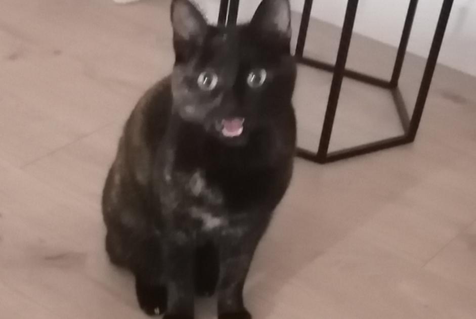 Alerta desaparecimento Gato  Fêmea , 9 anos Fonsorbes France
